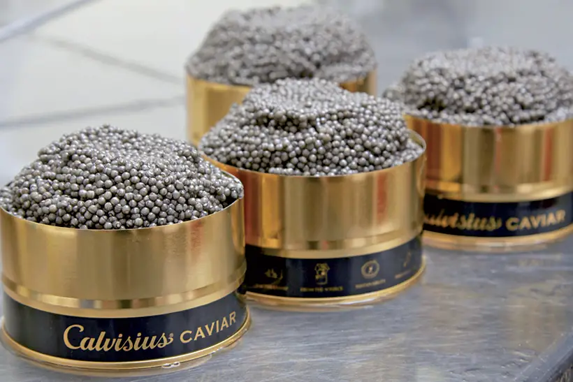 calvisius-caviale