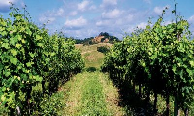 Vini-Valdarno-di-Sopra