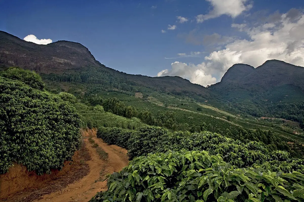 Brasil-Minas-Gerais-illycaffè