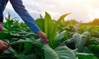 Philip Morris: 1 miliardo per sostenere la filiera del tabacco in Italia