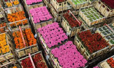 Euroflora, l’export florovivaistico italiano raggiunge quota 1,2 miliardi di euro