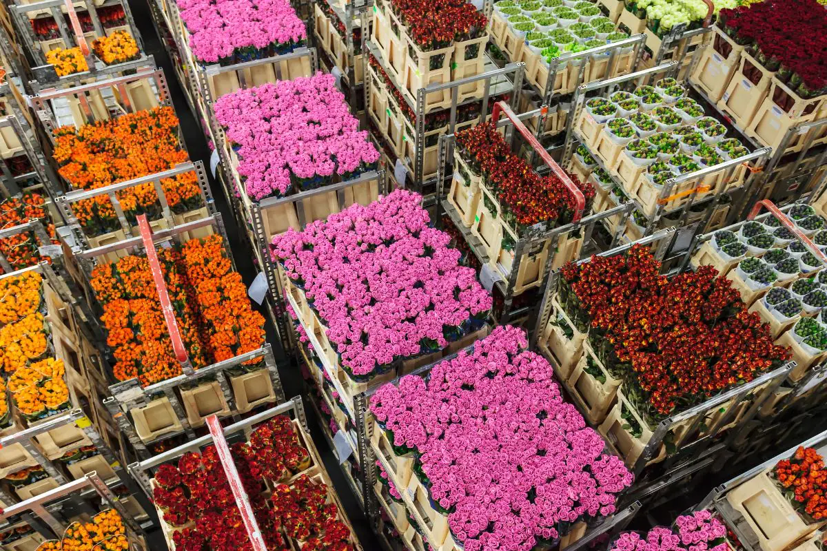Euroflora, l’export florovivaistico italiano raggiunge quota 1,2 miliardi di euro
