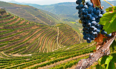 Fatturato a 11,7 miliardi di euro: ecco i big del vino italiano