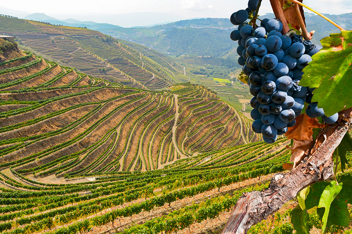 Fatturato a 11,7 miliardi di euro: ecco i big del vino italiano