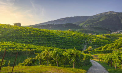 Oltre i luoghi comuni: 10 vini bianchi italiani da scoprire