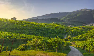 Oltre i luoghi comuni: 10 vini bianchi italiani da scoprire