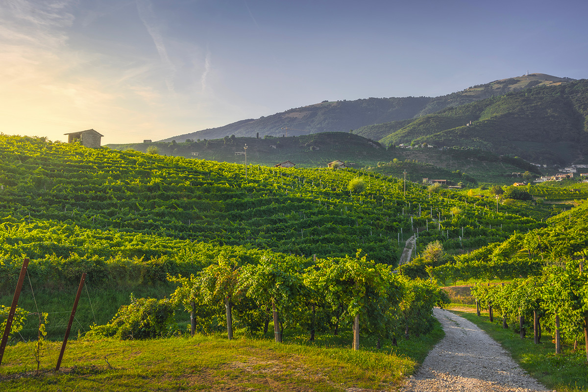 Oltre i luoghi comuni: 10 vini bianchi italiani da scoprire